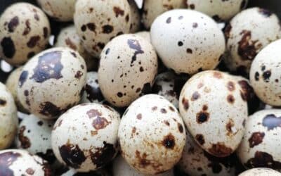 Jajka przepiórcze – jak je przygotować i dlaczego warto je jeść?