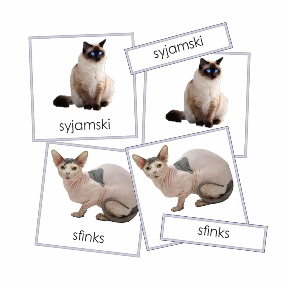 karty rasy kotow1 To jest inspirowany metodą Montessori zestaw kart trójdzielnych ze zdjęciami kotów różnych ras. Karty w formie pliku PDF, do samodzielnego druku. Do tego bonus: jedna strona - plakat - ze wszystkimi zwierzętami z zestawu. Plik zawiera: <ul> <li>10 kart kontrolnych (obrazek i podpis)</li> <li>10 kart z obrazkiem</li> <li>10 kart z samym podpisem</li> <li>plakat - stronę z przedstawionymi wszystkimi zwierzętami</li> </ul> Po zakupie otrzymasz link do pliku w formacie PDF, do samodzielnego druku. Format kart 10x10cm. <strong>UWAGA! Aktualizacja luty 2025 --> dodałam nowe karty, zupełnie nowe zdjęcia. Od teraz do pobrania dwa pliki - wybierz, które Ci bardziej odpowiadają. </strong>