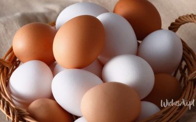 Wieluszki.pl - strona główna Jak sprawdzić, czy jajko jest dobre? Proste metody sprawdzania świeżości jajka