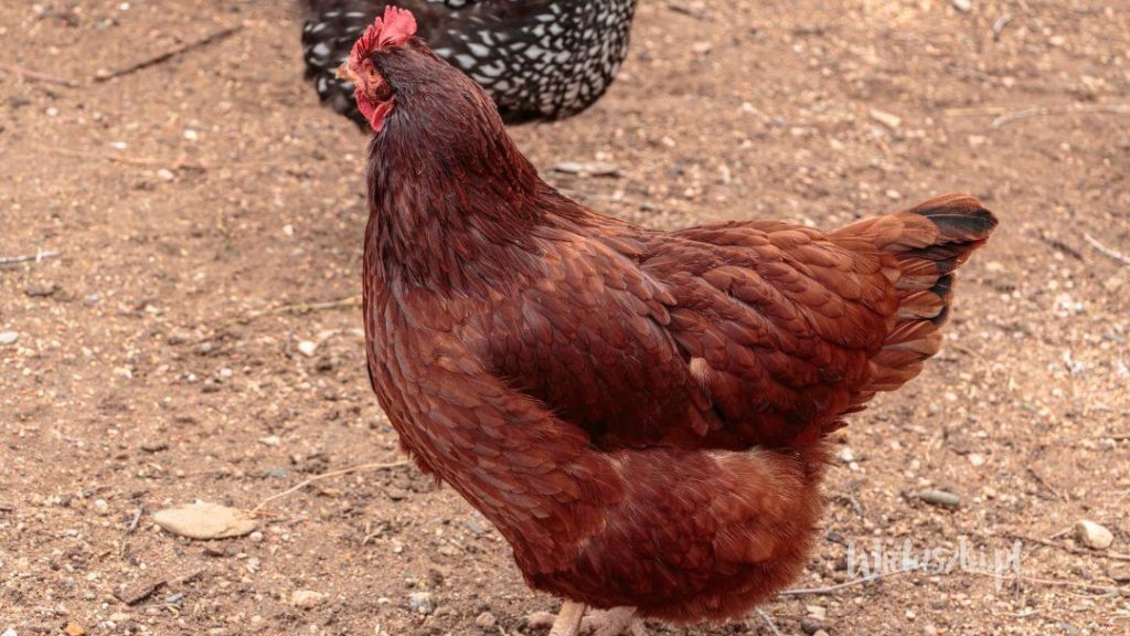 kura Rhode Island Red