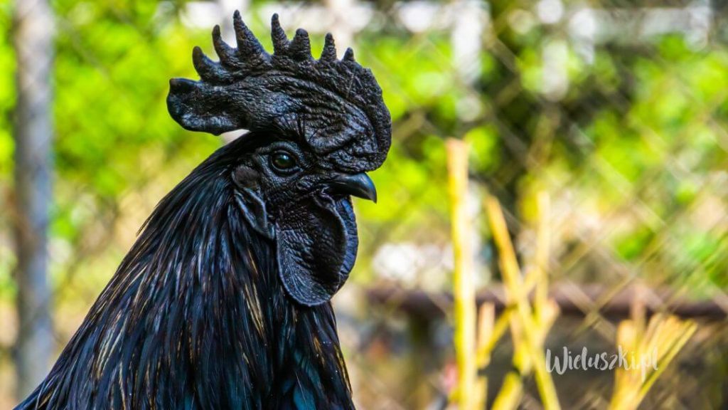 rasa kur Ayam Cemani