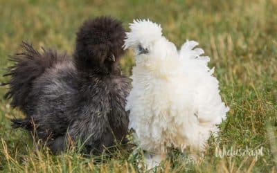 Wszystkie rasy kur niosek: charakterystyka i hodowla